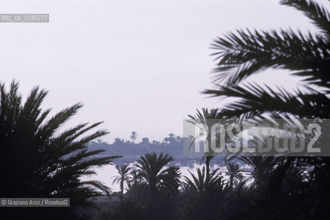 ( TUNISIA )  ISOLA DJERBA ( JERBA ) : SPIAGGIA - © 1996 Graziano Arici/Rosebud2 / GEO / PALMA