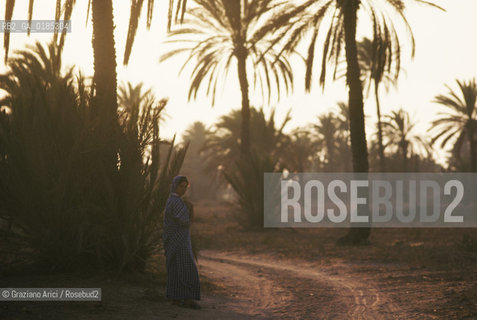 ( TUNISIA )  ISOLA DJERBA ( JERBA ) : PALMETO - © 1996 Graziano Arici/Rosebud2 / GEO