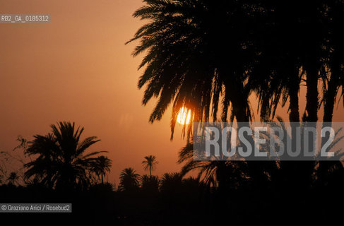 ( TUNISIA )  ISOLA DJERBA ( JERBA ) : PALMETO - © 1996 Graziano Arici/Rosebud2 / GEO