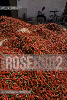 ( TUNISIA ) CAPO BON  : FABBRICA DI SALSA HARISSA ( PEPERONCINO )  - © 1996 Graziano Arici/Rosebud2 / GEO / ROSSO