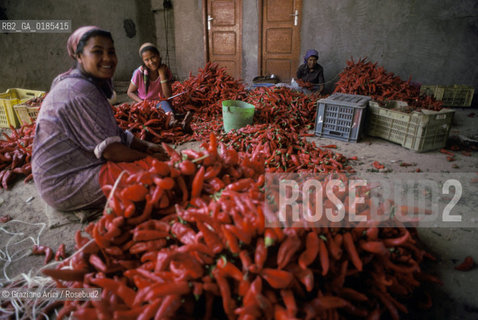 ( TUNISIA ) CAPO BON  : FABBRICA DI SALSA HARISSA ( PEPERONCINO )  - © 1996 Graziano Arici/Rosebud2 / GEO / ROSSO