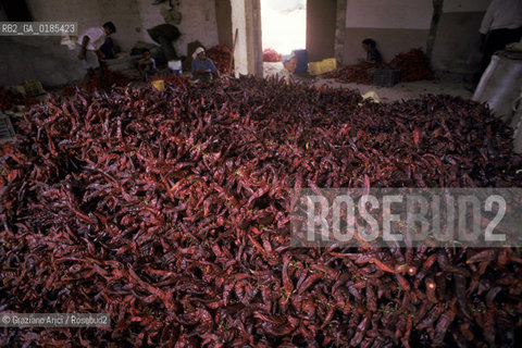 ( TUNISIA ) CAPO BON  : FABBRICA DI SALSA HARISSA ( PEPERONCINO )  - © 1996 Graziano Arici/Rosebud2 / GEO / ROSSO