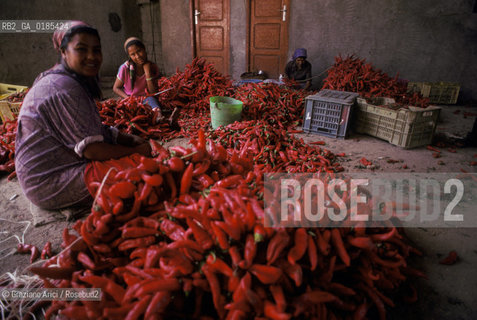( TUNISIA ) CAPO BON  : FABBRICA DI SALSA HARISSA ( PEPERONCINO )  - © 1996 Graziano Arici/Rosebud2 / GEO / ROSSO