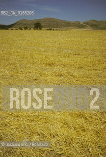 ( SPAGNA  ) ANDALUSIA  CAMPO DI GRANO © 1980 Graziano Arici/Rosebud2 / GEO  GIALLO