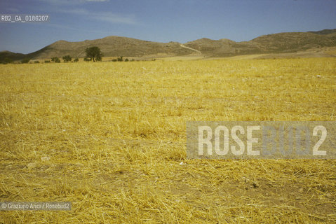 ( SPAGNA  ) ANDALUSIA  CAMPO DI GRANO © 1980 Graziano Arici/Rosebud2 / GEO  GIALLO