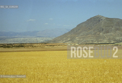 ( SPAGNA  ) ANDALUSIA  CAMPO DI GRANO © 1980 Graziano Arici/Rosebud2 / GEO  GIALLO