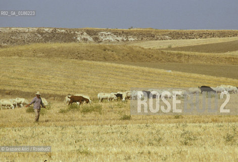 ( SPAGNA  ) CASTIGLIA PASTORE © 1980 Graziano Arici/Rosebud2 / GEO  GREGGE / PECORA