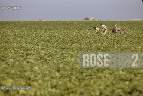 ( SPAGNA  ) CASTIGLIA CAMPAGNA © 1980 Graziano Arici/Rosebud2 / GEO