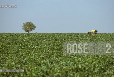 ( SPAGNA  ) MANCIA CAMPAGNA  © 1980 Graziano Arici/Rosebud2 / GEO