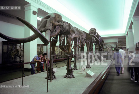 ( STATI UNITI DAMERICA - USA  ) NEW YORK CITY : THE AMERICAN  MUSEUM OF NATURAL HISTORY  - © 1986 Graziano Arici/Rosebud2 / GEO / MUSEO