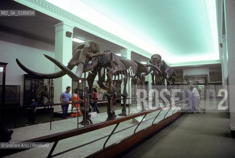 ( STATI UNITI DAMERICA - USA  ) NEW YORK CITY : THE AMERICAN  MUSEUM OF NATURAL HISTORY  - © 1986 Graziano Arici/Rosebud2 / GEO / MUSEO
