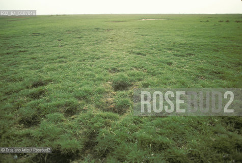 ( UNGHERIA  ) LA PUSZTA DI HORTOBAGY  © 2000 Graziano Arici/Rosebud2 / GEO