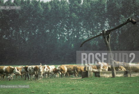 ( UNGHERIA  ) LA PUSZTA DI HORTOBAGY MANDRIA E POZZO © 2000 Graziano Arici/Rosebud2 / GEO
