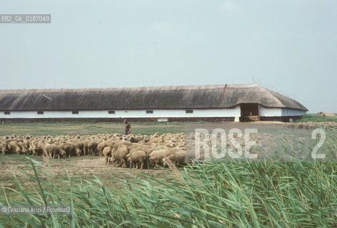 ( UNGHERIA  ) LA PUSZTA DI HORTOBAGY FATTORIA CON GREGGE  © 2000 Graziano Arici/Rosebud2 / GEO