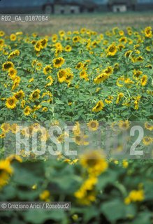 ( UNGHERIA  ) LA PUSZTA DI HORTOBAGY CAMPO DI GIRASOLI    © 2000 Graziano Arici/Rosebud2 / GEO