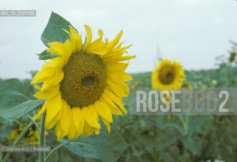( UNGHERIA  ) LA PUSZTA DI HORTOBAGY CAMPO DI GIRASOLI    © 2000 Graziano Arici/Rosebud2 / GEO