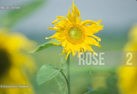 ( UNGHERIA  ) LA PUSZTA DI HORTOBAGY CAMPO DI GIRASOLI    © 2000 Graziano Arici/Rosebud2 / GEO