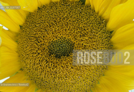 ( UNGHERIA  ) LA PUSZTA DI HORTOBAGY CAMPO DI GIRASOLI    © 2000 Graziano Arici/Rosebud2 / GEO GIALLO