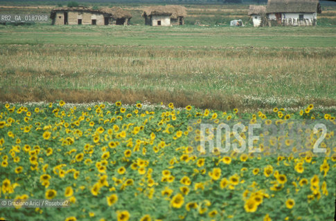 ( UNGHERIA  ) LA PUSZTA DI HORTOBAGY CAMPO DI GIRASOLI    © 2000 Graziano Arici/Rosebud2 / GEO
