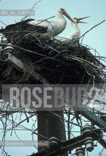 ( UNGHERIA  ) LA PUSZTA DI HORTOBAGY NIDO DI CICOGNE    © 2000 Graziano Arici/Rosebud2 / GEO