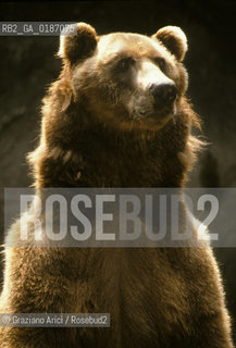 ( UNGHERIA  ) BUDAPEST : ZOO ORSO DEI CARPAZI  © 2000 Graziano Arici/Rosebud2 / GEO