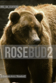 ( UNGHERIA  ) BUDAPEST : ZOO ORSO DEI CARPAZI  © 2000 Graziano Arici/Rosebud2 / GEO