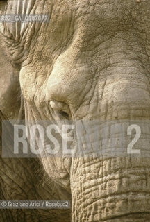 ( UNGHERIA  ) BUDAPEST : ZOO ELEFANTE  © 2000 Graziano Arici/Rosebud2 / GEO