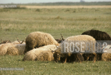 ( UNGHERIA  ) LA PUSZTA DI HORTOBAGY GREGGE  © 2000 Graziano Arici/Rosebud2 / GEO