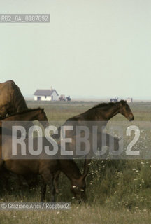 ( UNGHERIA  ) LA PUSZTA DI HORTOBAGY  © 2000 Graziano Arici/Rosebud2 / GEO CAVALLO