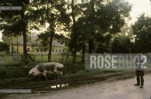 ( UNGHERIA  ) LA PUSZTA DI HORTOBAGY  CONTADINO CON MAIALE © 2000 Graziano Arici/Rosebud2 / GEO