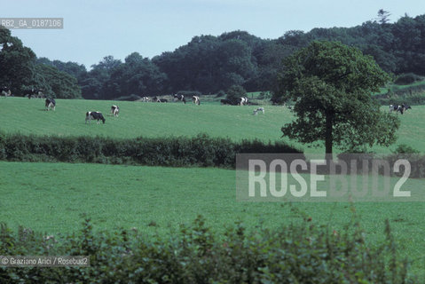 ( GRAN BRETAGNA  ) BATH : CAMPAGNA NELLAVON  © 1990 Graziano Arici/Rosebud2 / GEO / AVON