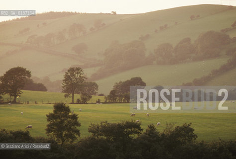 ( GRAN BRETAGNA  )  CAMPAGNA GALLESE  © 1990 Graziano Arici/Rosebud2 / GEO / GALLES