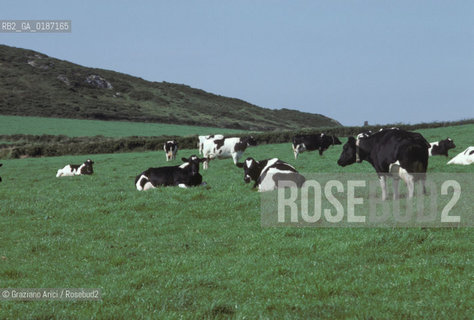 ( GRAN BRETAGNA  )  CAMPAGNA GALLESE  © 1990 Graziano Arici/Rosebud2 / GEO / GALLES MUCCA