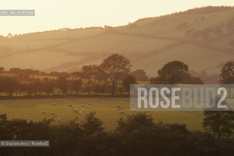 ( GRAN BRETAGNA  )  CAMPAGNA GALLESE  © 1990 Graziano Arici/Rosebud2 / GEO / GALLES