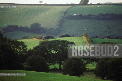 ( GRAN BRETAGNA  )  CAMPAGNA GALLESE  © 1990 Graziano Arici/Rosebud2 / GEO / GALLES
