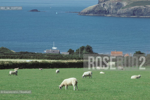 ( GRAN BRETAGNA  )  LA COSTA GALLESE  © 1990 Graziano Arici/Rosebud2 / GEO / GALLES PECORA