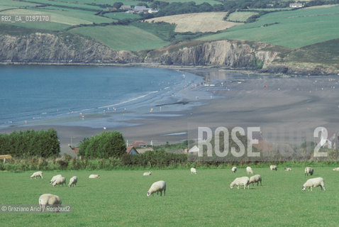 ( GRAN BRETAGNA  )  LA COSTA GALLESE  © 1990 Graziano Arici/Rosebud2 / GEO / GALLES PECORA SPIAGGIA