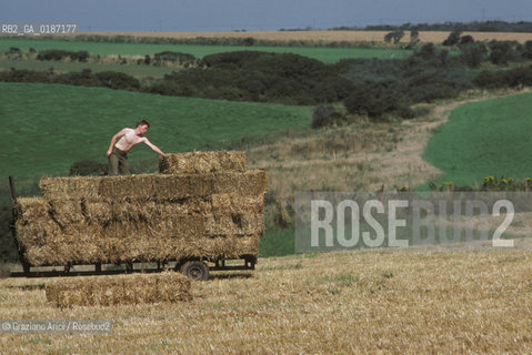 ( GRAN BRETAGNA  )  CAMPAGNA GALLESE  © 1990 Graziano Arici/Rosebud2 / GEO / GALLES GRANO
