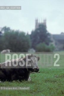 ( GRAN BRETAGNA  )  OXFORD  :  IL CHRIST CHURCH COLLEGE    © 1990 Graziano Arici/Rosebud2 / GEO / UNIVERSITA MUCCA