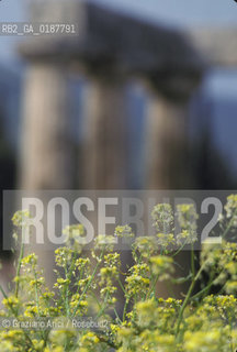 ( GRECIA  ) CORINTO : TEMPIO DI APOLLO  - © 1990 Graziano Arici/Rosebud2 / GEO / PELOPPONESO FIORI GIALLO