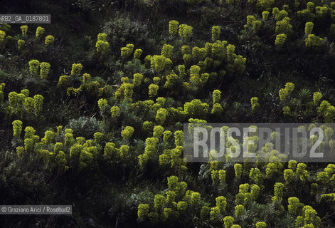 ( GRECIA  ) CORINTO : FIORI - © 1990 Graziano Arici/Rosebud2 / GEO / PELOPPONESO / GIALLO