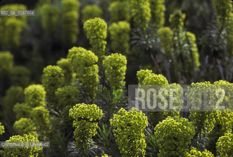 ( GRECIA  ) CORINTO : FIORI  - © 1990 Graziano Arici/Rosebud2 / GEO / PELOPPONESO