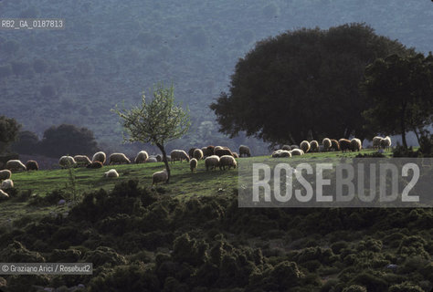 ( GRECIA  ) CORINTO : GREGGE  - © 1990 Graziano Arici/Rosebud2 / GEO / PELOPPONESO PECORA