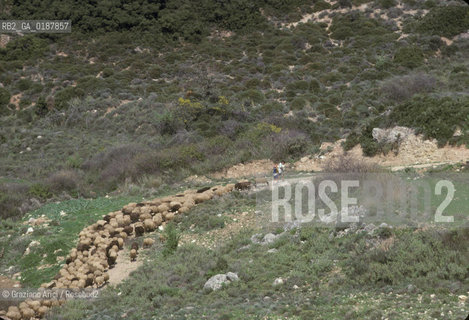 ( GRECIA  ) MICENE : GREGGE - © 1990 Graziano Arici/Rosebud2 / GEO / PELOPPONESO / ARGOLIDE / PECORA