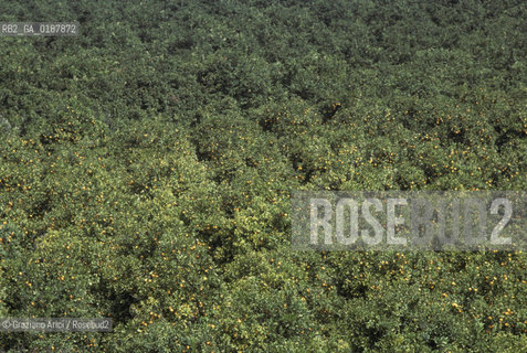 ( GRECIA  ) TIRINTO : ARANCETO - © 1990 Graziano Arici/Rosebud2 / GEO / PELOPPONESO / ARGOLIDE