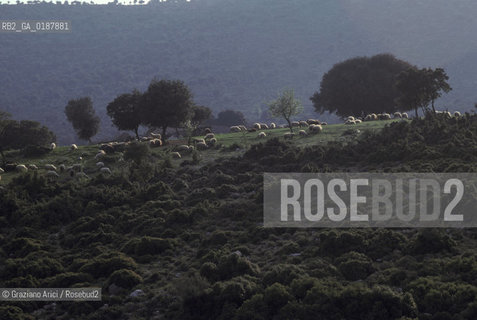 ( GRECIA  ) MYSTRA : GREGGE  - © 1990 Graziano Arici/Rosebud2 / GEO / PELOPPONESO / LACONIA / PECORA