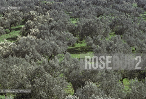 ( GRECIA  ) SPARTA : OLIVETO - © 1990 Graziano Arici/Rosebud2 / GEO / PELOPPONESO / LACONIA