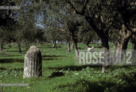 ( GRECIA  ) SPARTA : ROVINE DELLA CITTA DI SPARTA  - © 1990 Graziano Arici/Rosebud2 / GEO / PELOPPONESO / LACONIA