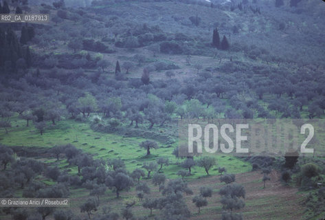 ( GRECIA  ) SPARTA : CAMPI  - © 1990 Graziano Arici/Rosebud2 / GEO / PELOPPONESO / LACONIA