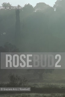 ( GRECIA  ) OLIMPIA : NEBBIA ED ALBERI  - © 1990 Graziano Arici/Rosebud2 / GEO / PELOPPONESO / ELIDE